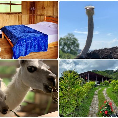 Finca Ecoparaiso Ibagué Eksteriør bilde