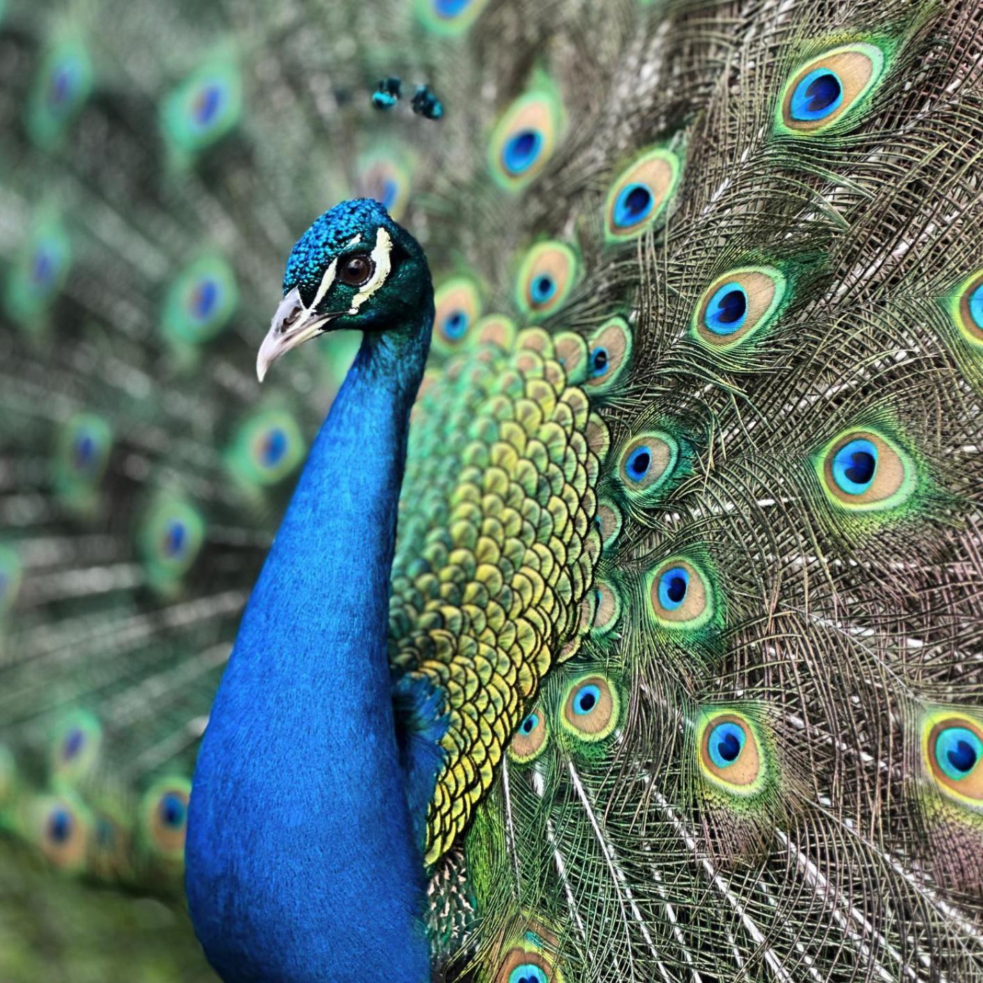 Finca Ecoparaiso Ibagué Eksteriør bilde