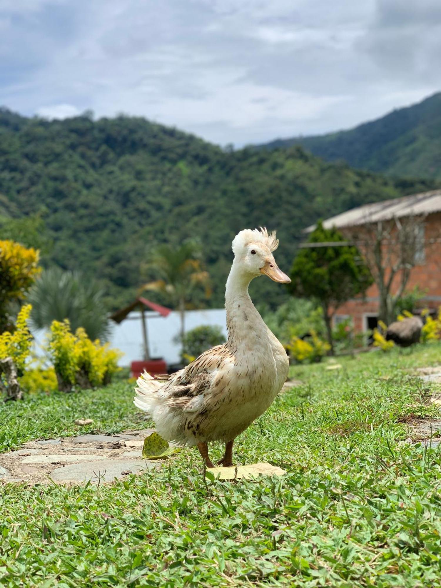 Finca Ecoparaiso Ibagué Eksteriør bilde